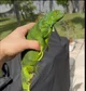 Iguana