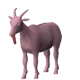 Pinky bank goat 