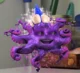 Magic Purple Octopus