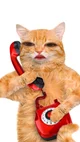 red telephone cat