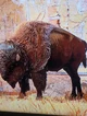 Bison