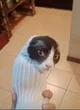 Cat sock
