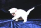 white kitten