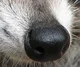 Raccoon Nose