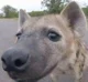 hyena