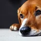 -not- dogday