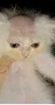 Gato rapado