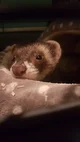 smudge the ferret