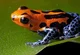 Poisonous frog