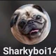 Sharkyboi14 