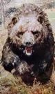 Cave bear