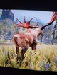 Rare elk