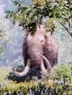 Elder Mammoth