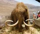 Wooly Mammoth