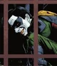 Ad Tim Drake