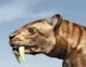 Saber Tooth Tiger