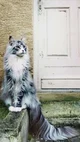 MaineCoon Cat