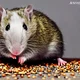 A rat eating beans