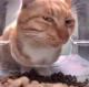 MrFresh Cat