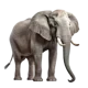 Elephants