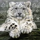 Snow leopard therian