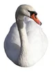 Swan