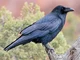 Common Raven 