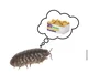 Pet isopod