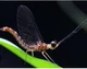 Mayfly