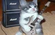 Rockstar kitty
