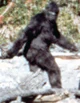 sasquatch meme rater