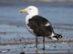 Black Backed Gull