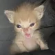 crazy kitten