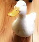 Smiling duck