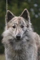 Wolf - 