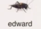 Edward