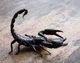 Black Scorpion