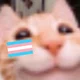 meowTRANS