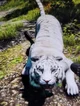 White tiger