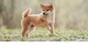 Shiba inu