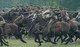 Horse battle 