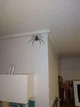 Big Spider
