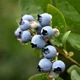 TF - Blueberries