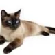 Siamese Cat