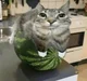Watermelon Cat