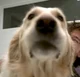 Chica