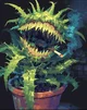 Carnivorous plant