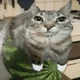 Watermelon Cat