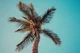 Sentient Palm Tree