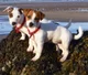 Jack Russell Puppies